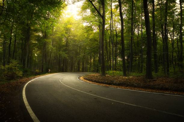 istock Asphalt road across autumn forest 1202678176