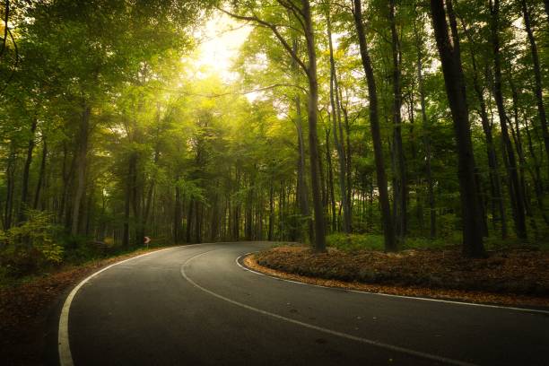 istock Asphalt road across autumn forest 1202678270