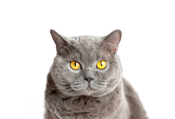 istock Gray british cat sits and looking at the camera on a white background. 1202679226