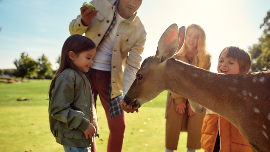 Family having fun. Happy family feeding young dappled deer with food and smiling while spending great time together in zoo. National Park. Animals