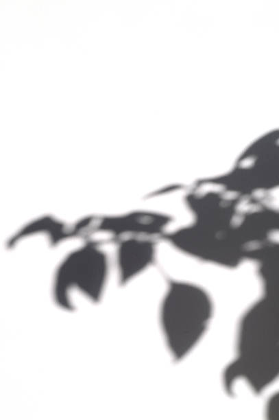istock shadow of green plant leaf on a white background 1202680207