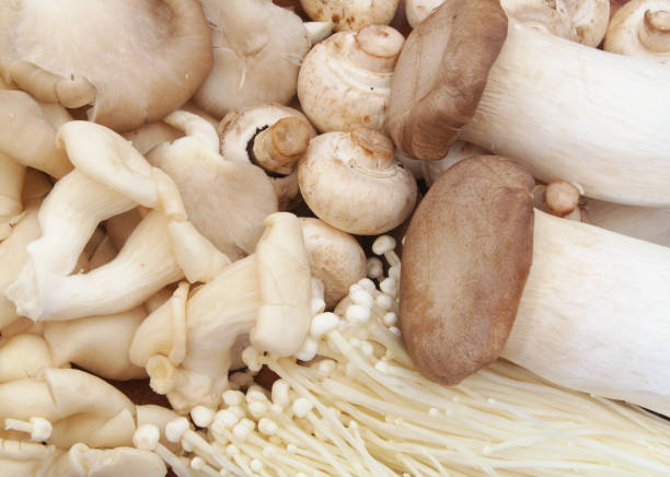 Many different mushrooms as pattern
