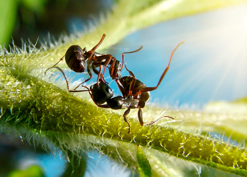 extreme macro action, fight of black garden ants