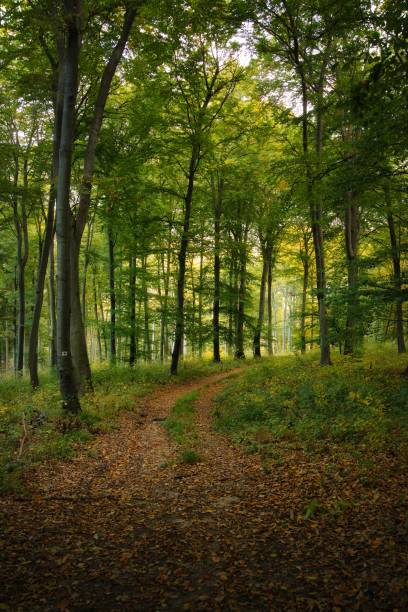 istock Trail across dreamy autumn forest 1202681539