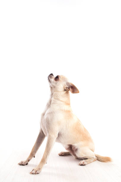 istock White chihuahua dog on a white background. 1202681832