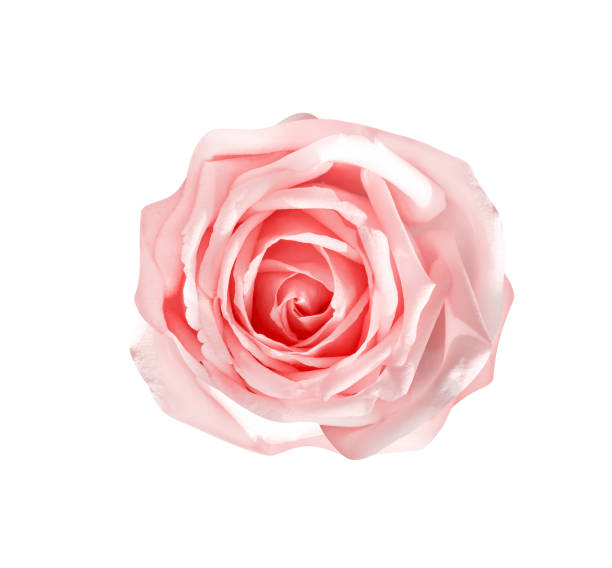 istock Light pink rose flower  isolated on white background and clipping path top view 1202681883