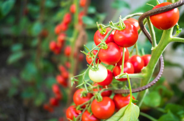 istock Fresh ripe red tomatoes in greenhouse 1202681985