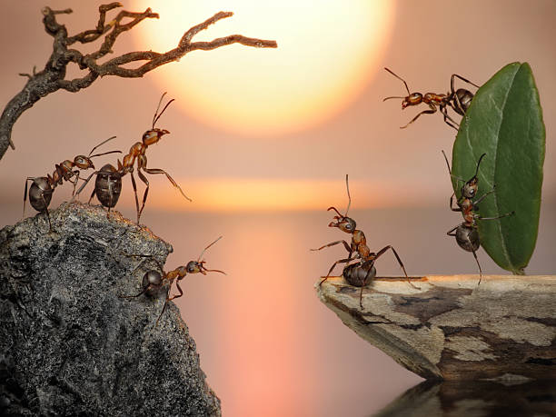 istock crew of ants sailing back home 120268203