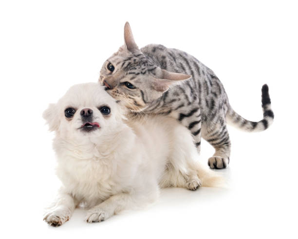 istock bengal cat and chihuahua 1202682336