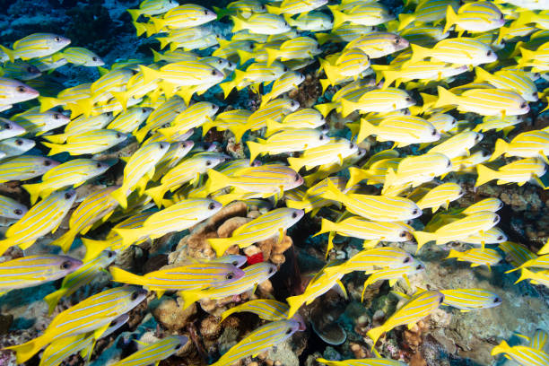 istock a school of yellow snapper 1202682488