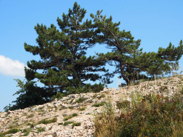 istock Close-up of a mountain pine. 1202683475