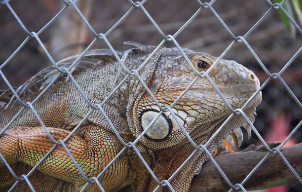 istock Close up single lguana iguana in steel cage background 1202683506
