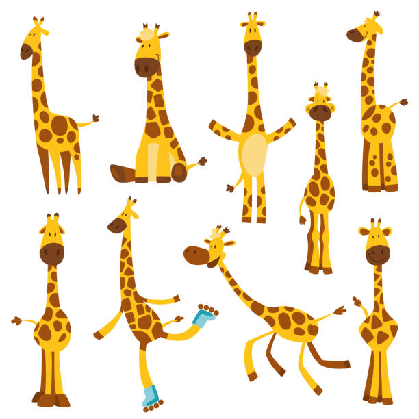 illustrazioni stock, clip art, cartoni animati e icone di tendenza di set di allegre giraffe divertenti con collo lungo. misuratore di altezza o adesivo a parete o a parete da 0 a 150 centimetri per misurare la crescita. illustrazione vettoriale per bambini - giraffa ungulato