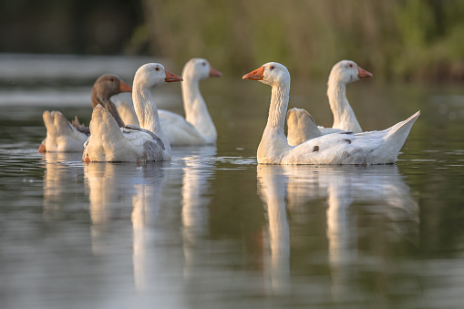 Group of white geese (Anser anser domesticus) looking alerted at camera and about to flee
