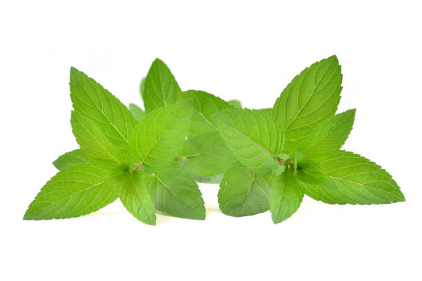 istock Fresh green mint leaves, mentha piperita. 1202684169