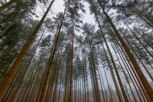 Foggy winter pine tree forest during a cold winter day with fresh snowfall at the Dellen in Gelderland, The Netherlands.