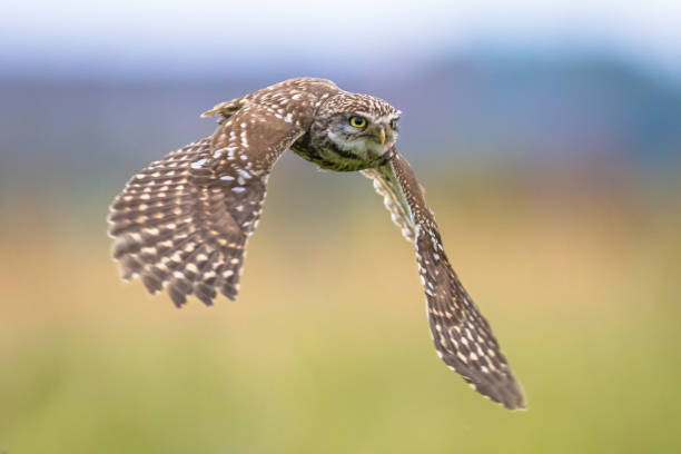 istock Little Owl flying on blurred background 1202684281