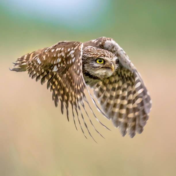 Little Owl (Athene noctua) nocturnal bird flying at dawn hunting for prey on Belgian countryside in Flanders