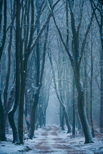 istock Path in a snowy winter beech tree forest during a cold winter day with fresh snowfall 1202684820