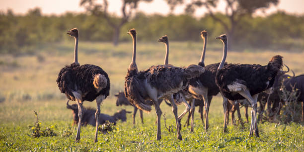 istock Ostrich herd on Mooiplaas savanna plain 1202684833