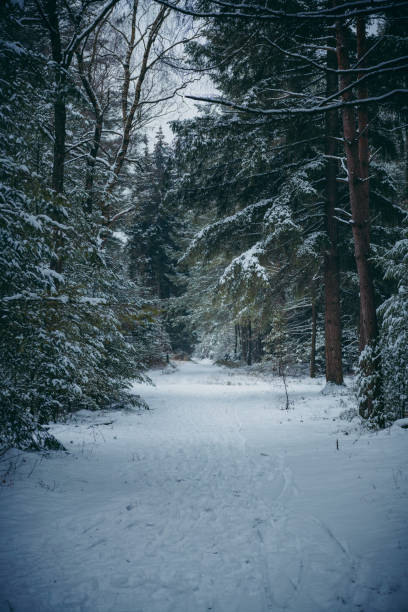 istock Path in a snowy winter pine tree forest during a cold winter day with fresh snowfall 1202684856