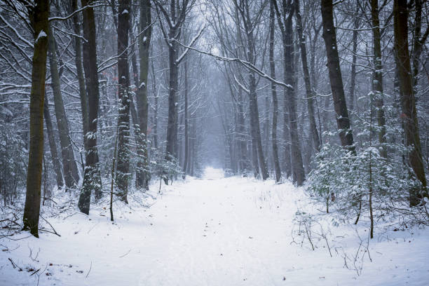 Path in a snowy winter pine tree forest during a cold winter day with fresh snowfall at the Dellen in Gelderland, The Netherlands. in Gelderland, The Netherlands.