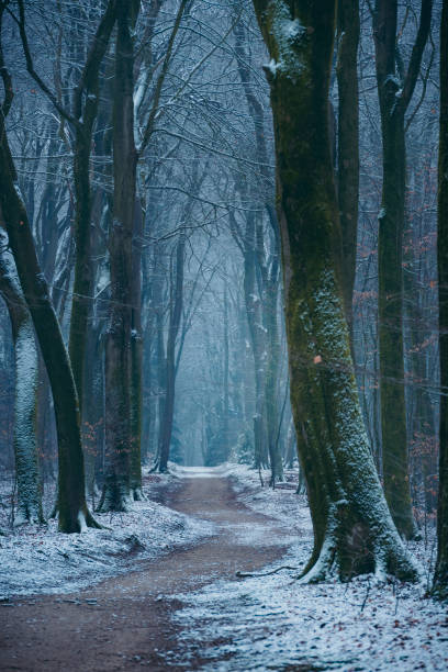 istock Path through a misty forest during a foggy winter day 1202685216