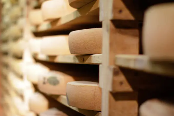 closeup of cheese crusts on traditional wood shelves in aging cellar, cow milk Comte made in Jura, France