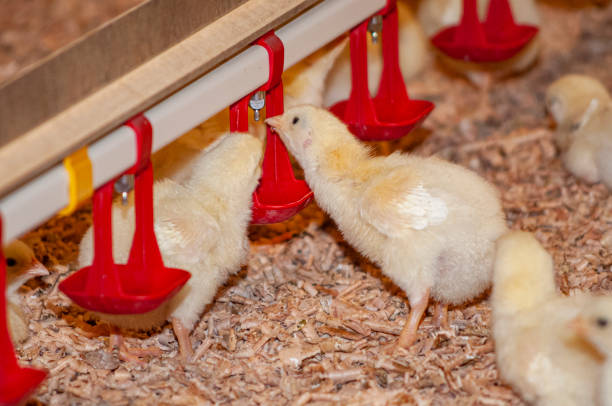 istock young chicks at a barn in a poultry farm 1202686379