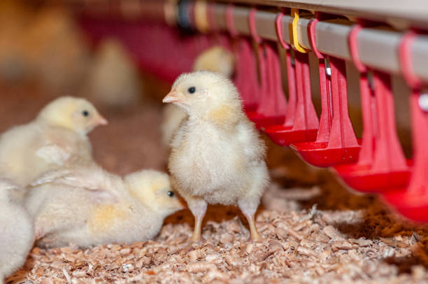 istock young chicks at a barn in a poultry farm 1202686434