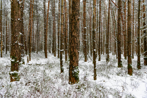 Snowy winter pine tree forest during a cold winter day with fresh snowfall at the Dellen in Gelderland, The Netherlands.