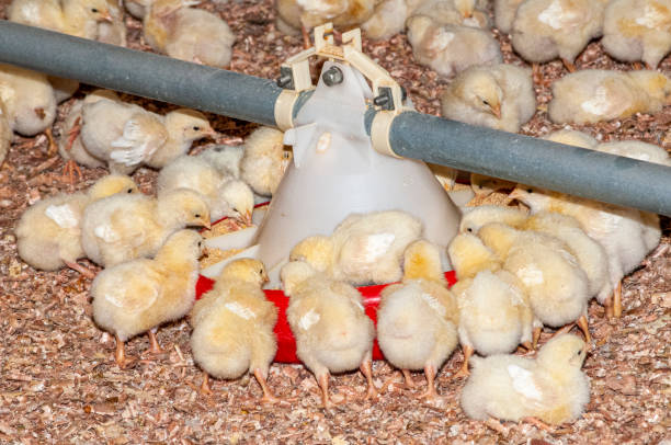 istock young chicks at a barn in a poultry farm 1202686668