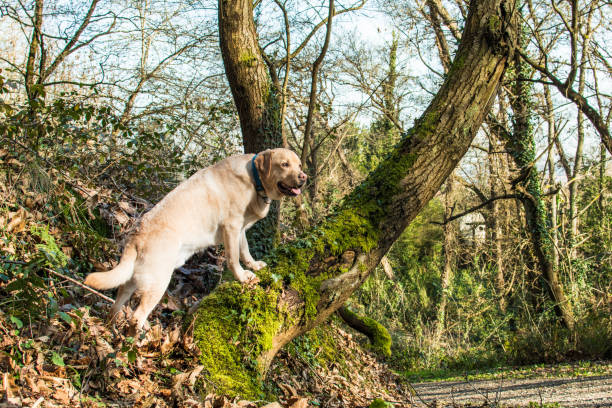 istock Nature, dog in the woods 1202687899