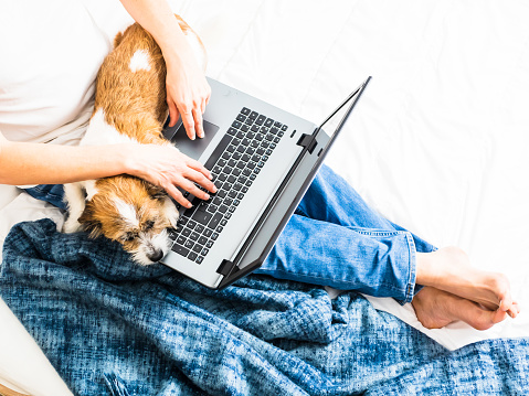 Pet, man, animal, bedroom, home office, computer, technology, surfing, working, blanket, white, barefoot, jeans