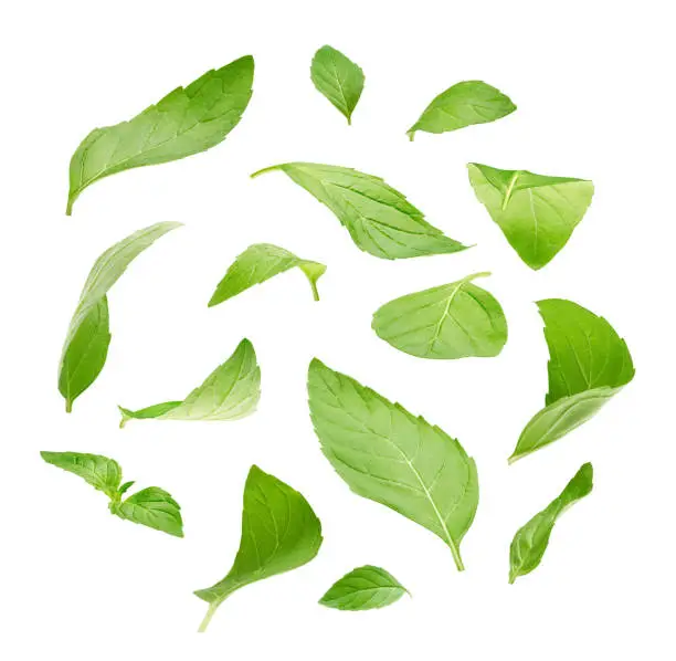 Photo of Peppermint leaves isolated on white background