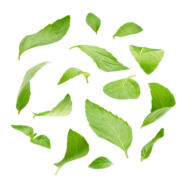 peppermint leaves isolated on white background - mint imagens e fotografias de stock