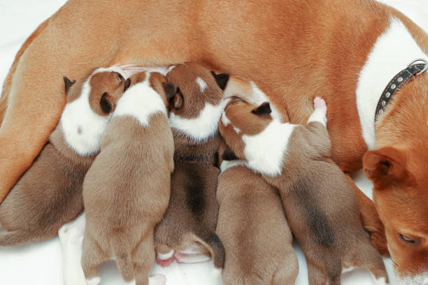 istock Basenji dog feeding her puppies at home 1202689281