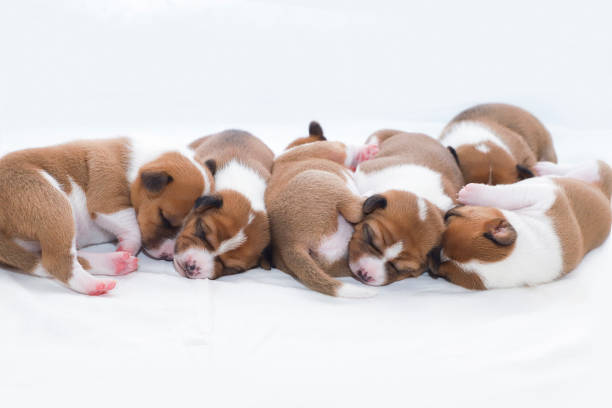 istock Sleeping cute newborn pedigree basenji puppies. 1202689309