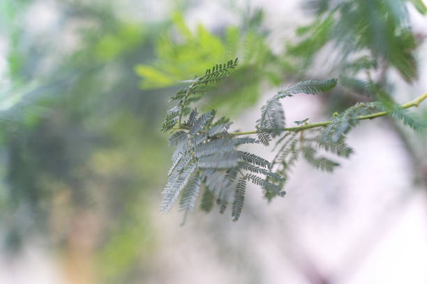 istock tropical leaf texture background, dark green leaves are shaped like tiny spikes 1202690084
