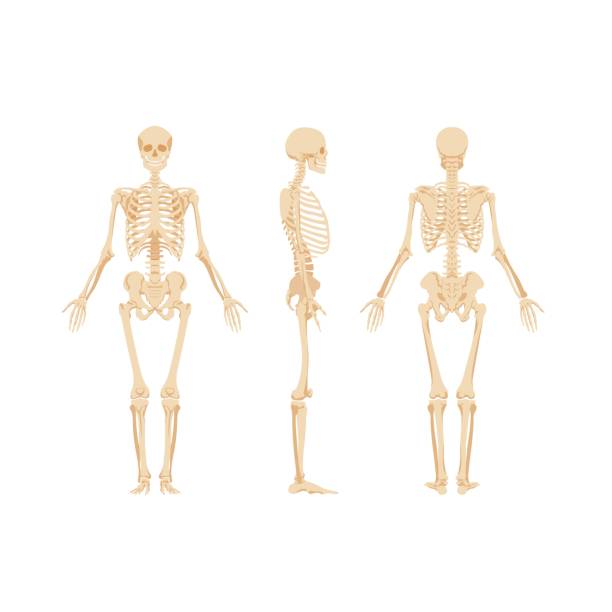 illustrazioni stock, clip art, cartoni animati e icone di tendenza di insieme di scheletri isolati su sfondo bianco - scheletro umano