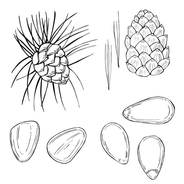 ilustrações de stock, clip art, desenhos animados e ícones de pine nut. vector sketch  illustration. - pine nut nut seed vegan food