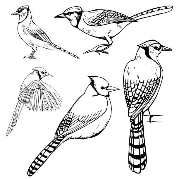 Hand drawn birds. Blue Jay. Hand drawn birds. Blue Jay. Vector sketch  illustration. jay stock illustrations