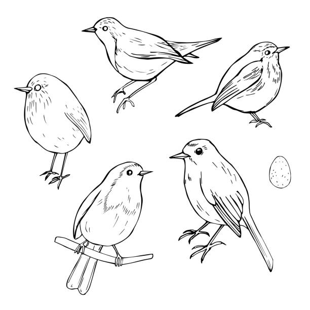 hand gezeichnete vögel. robin - rotkehlchen stock-grafiken, -clipart, -cartoons und -symbole