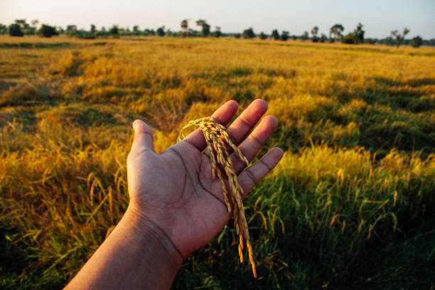 istock rice paddy in hand of farmer 1202694784