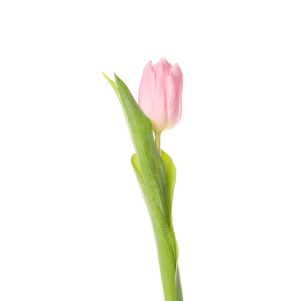 istock Beautiful pink tulip isolated on white background, close up 1202695031