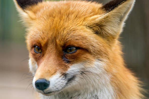 istock portrait of a wild animal red fox 1202695366