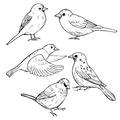 Hand drawn sparrows. Vector sketch  illustration.