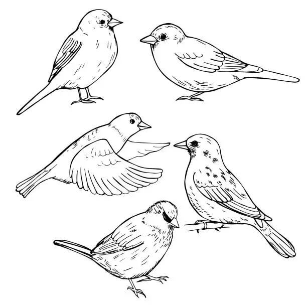 Vector illustration of Hand drawn sparrows. Vector illustration.