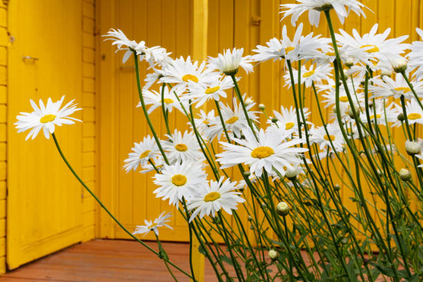 istock Tall daisies in the garden 1202696624