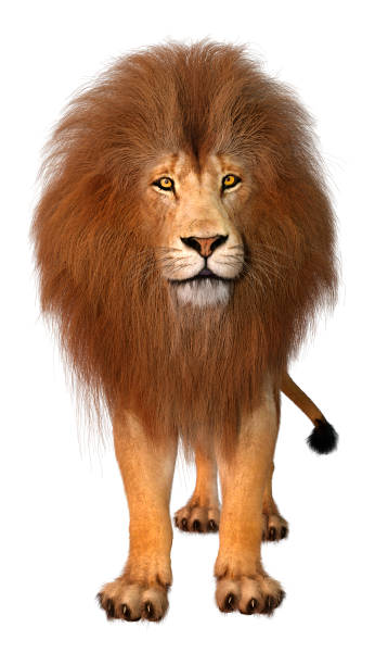 istock 3D illustration male lion on white 1202696647